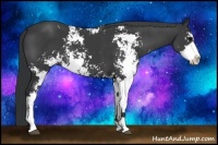 Horse Color:Black Sabino 