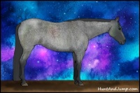 Horse Color:Blue Roan Sabino 