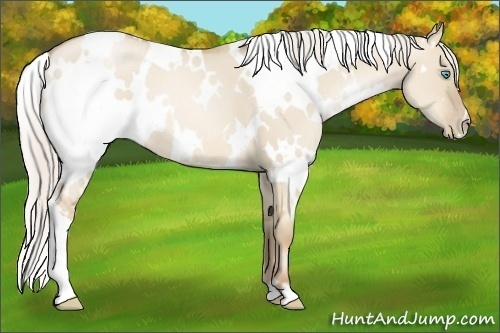 Horse Color:White Spotted Silver Smoky Grullo Pearl