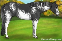 Horse Color:White Spotted Black Rabicano 