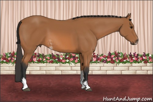 Horse Color: Bay Sabino 