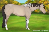 Horse Color:Sable Champagne Dun Tobiano 
