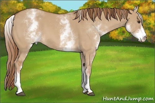 Horse Color:White Spotted Red Dun