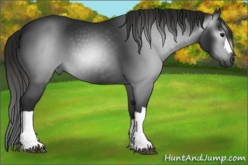 Horse Color:Gray Smoky Black 