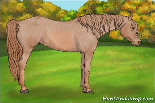 Horse Color: Chestnut Sabino Blanket Rabicano 