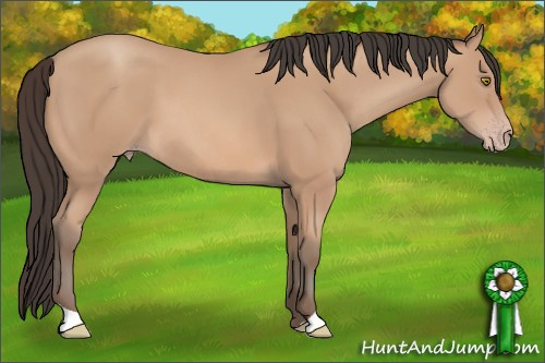 Horse Color: Amber Champagne 