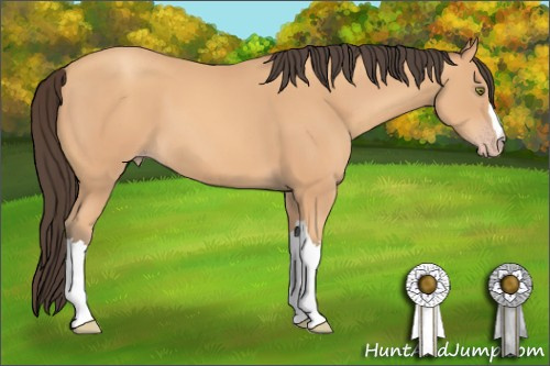 Horse Color: Amber Champagne 