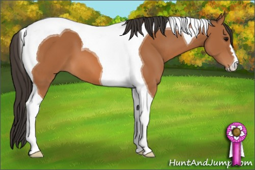 Horse Color: Bay Tobiano 