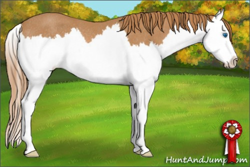 Horse Color: Chestnut Splash Rabicano 