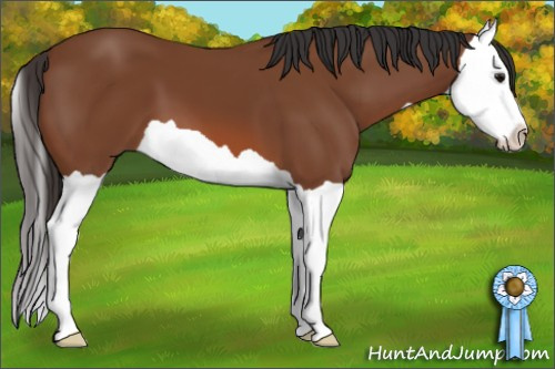 Horse Color: Bay Splash 