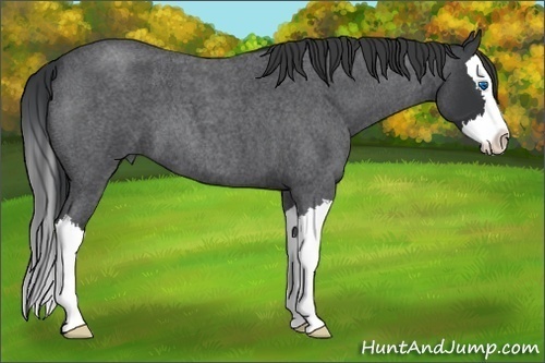 Horse Color: Blue Roan Splash 