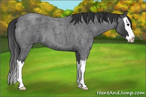 Horse Color: Blue Roan Splash 