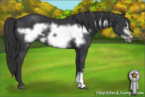 Horse Color: Black Frame 