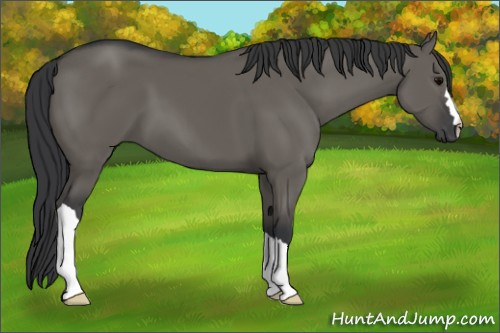 Horse Color: Grullo 