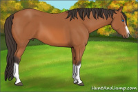 Horse Color:Bay Splash Frame