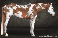 Horse Color:White Spotted Liver Chestnut Splash 