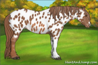 Horse Color:Chestnut Near Leopard 
