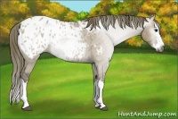 Horse Color:Gray Smoky Grullo Roan Splash Blanket Rabicano 