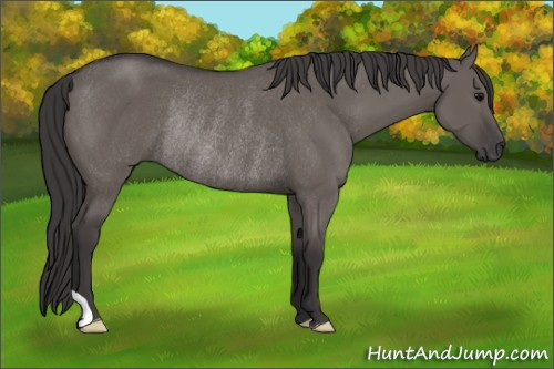 Horse Color: Smoky Grullo Rabicano 