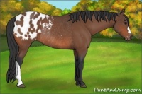 Horse Color:Bay Blanket Rabicano 