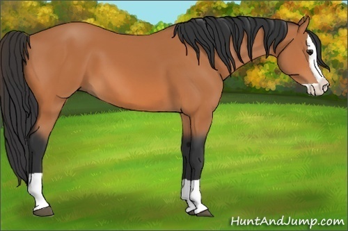 Horse Color:Bay Splash 