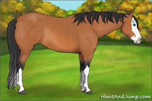 Horse Color:Bay Splash Rabicano