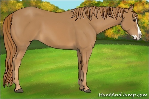 Horse Color:Chestnut Splash 