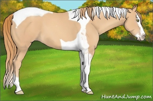 Horse Color:Gold Champagne Splash Tobiano