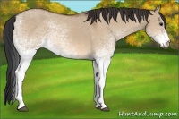 Horse Color:White Spotted Bay Dun