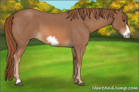 Horse Color:Red Roan Frame 
