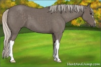 Horse Color:Silver Blue Roan 