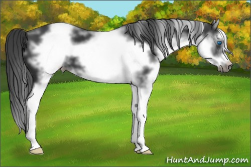 Horse Color:White Spotted Black Splash Frame 