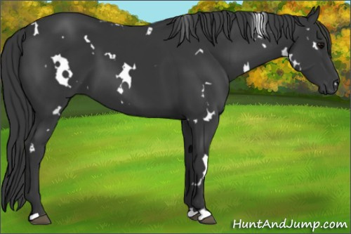 Horse Color: White Spotted Black 