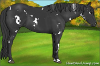 Horse Color:White Spotted Black 