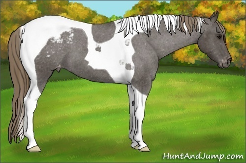 Horse Color:Smoky Blue Roan Tobiano Appaloosa 