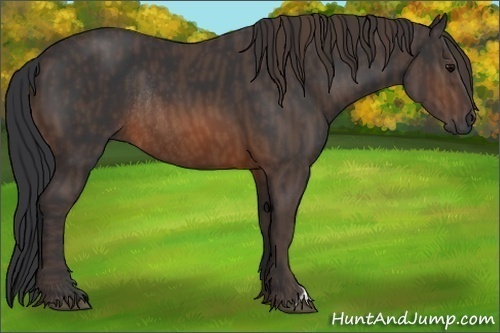 Horse Color: Brown Rabicano  Brindle