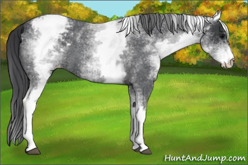 Horse Color:White Spotted Blue Roan Snowcap 