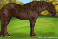 Horse Color:ERROR: UNKNOWN ANOMALY