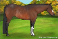 Horse Color:Bay Rabicano