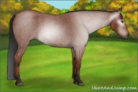 Horse Color:Gray Brown Roan Rabicano 