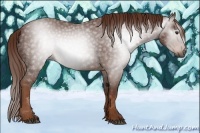 Horse Color:Gray Chestnut 