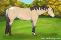 Horse Color:Buckskin Tobiano