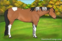 Horse Color:Bay Tobiano 