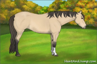 Horse Color:Buckskin Tobiano