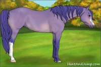 Horse Color:Watercolor Bay 