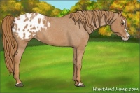 Horse Color:Red Roan Splash Appaloosa