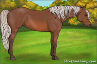 Horse Color:Silver Bay 