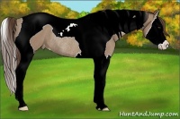 Horse Color:Classic Champagne Splash Tobiano Appaloosa Rabicano 