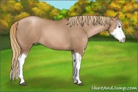 Horse Color:Liver Chestnut Pearl Sabino Splash 