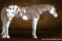 Horse Color:Liver Chestnut Splash Appaloosa
